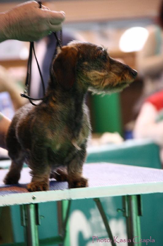 Crufts2011_2 1219.jpg